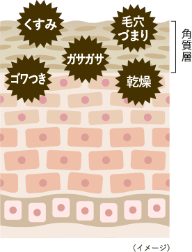 ターンオーバーが低下した肌