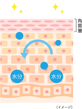 健康な肌のターンオーバー