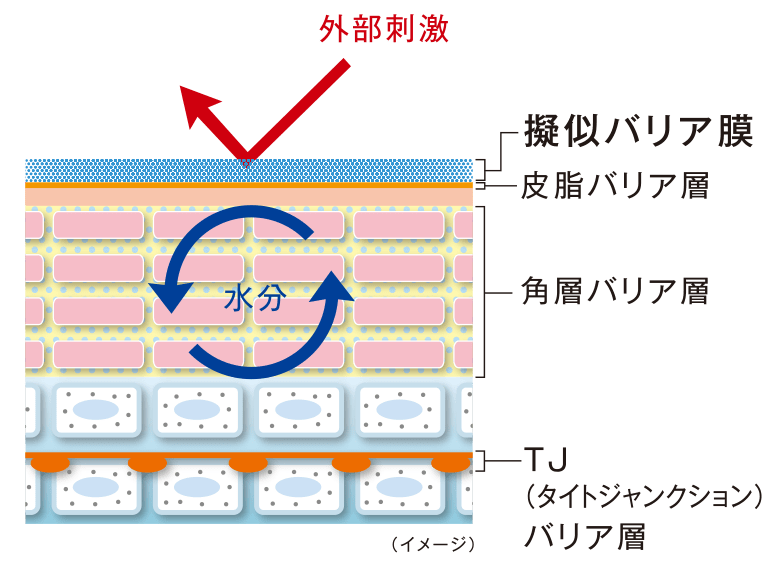 擬似バリア膜イメージ