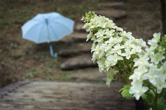 梅雨時期の「くもり肌」にご注意を！