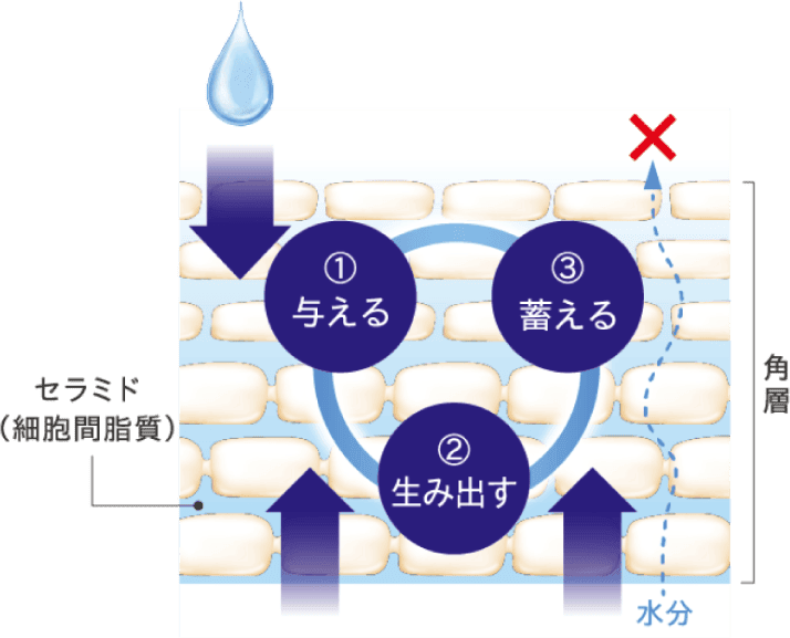 肌の水分保持能改善