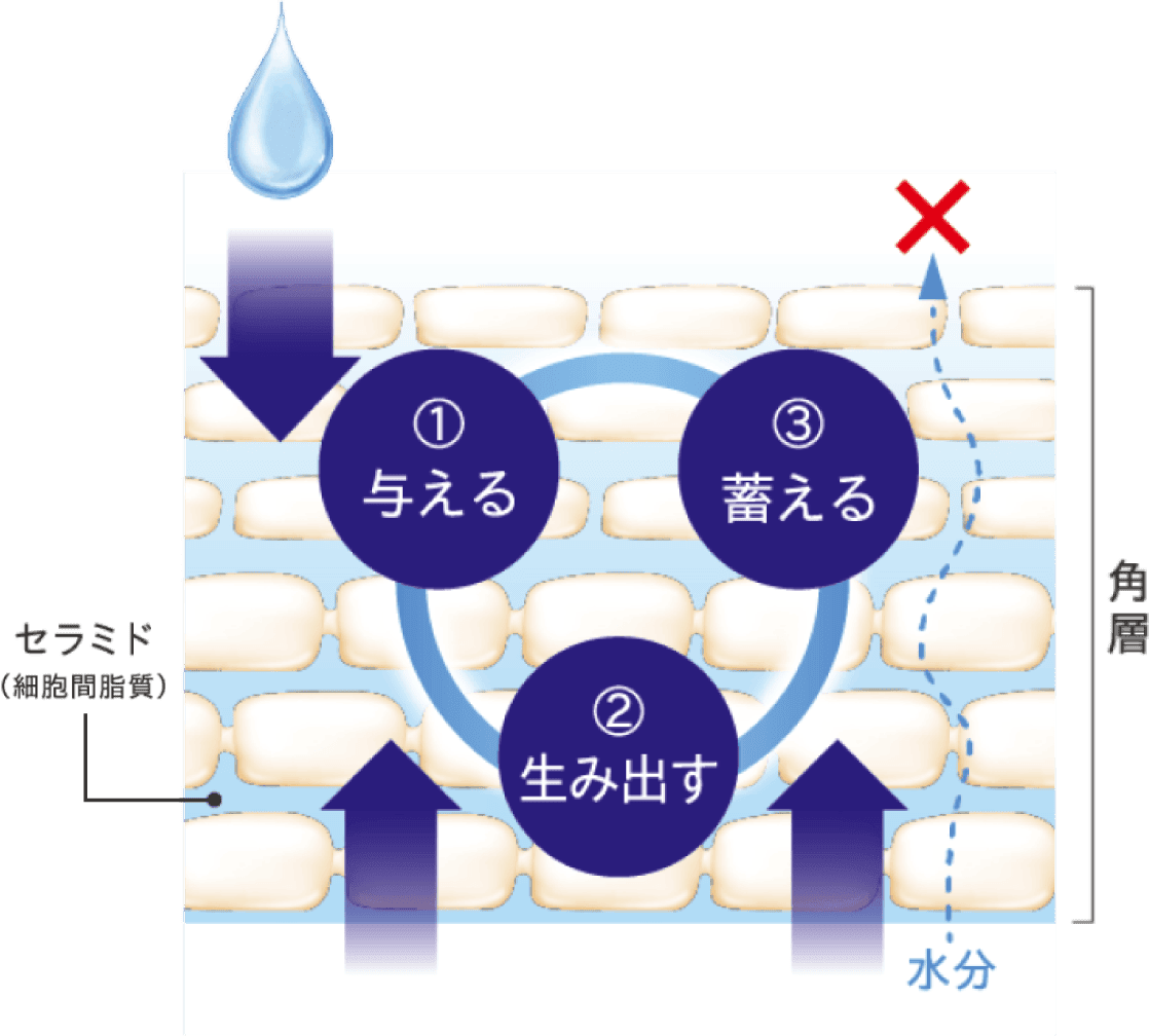 肌の水分保持能改善