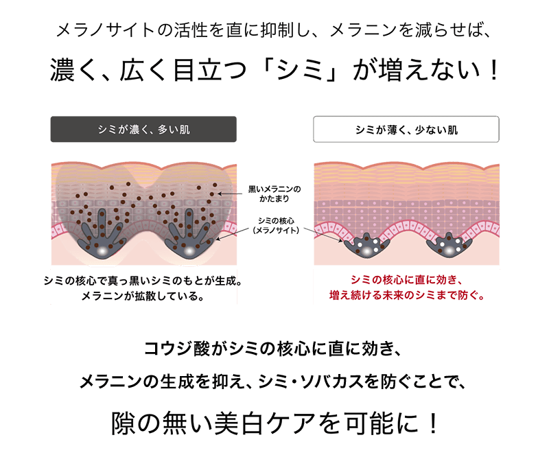 メラノサイトの活性