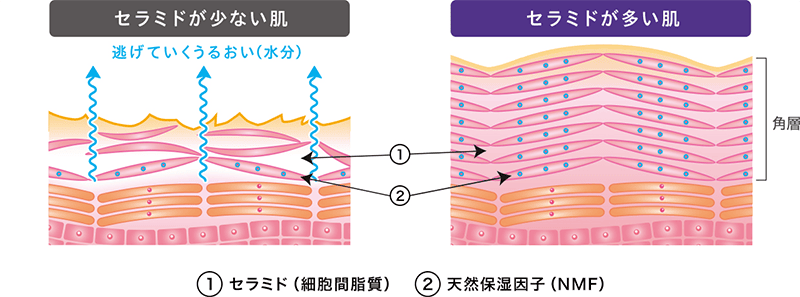 セラミド
