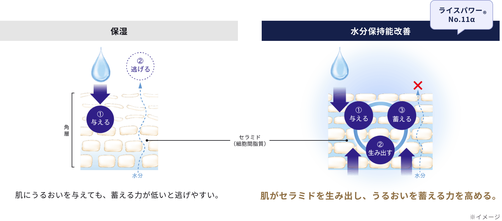 保湿：肌にうるおいを与えても、蓄える力が低いと逃げやすい。／水分保持能改善（ライスパワー&reg;No.11α）：肌がセラミドを生み出し、うるおいを蓄える力を高める。