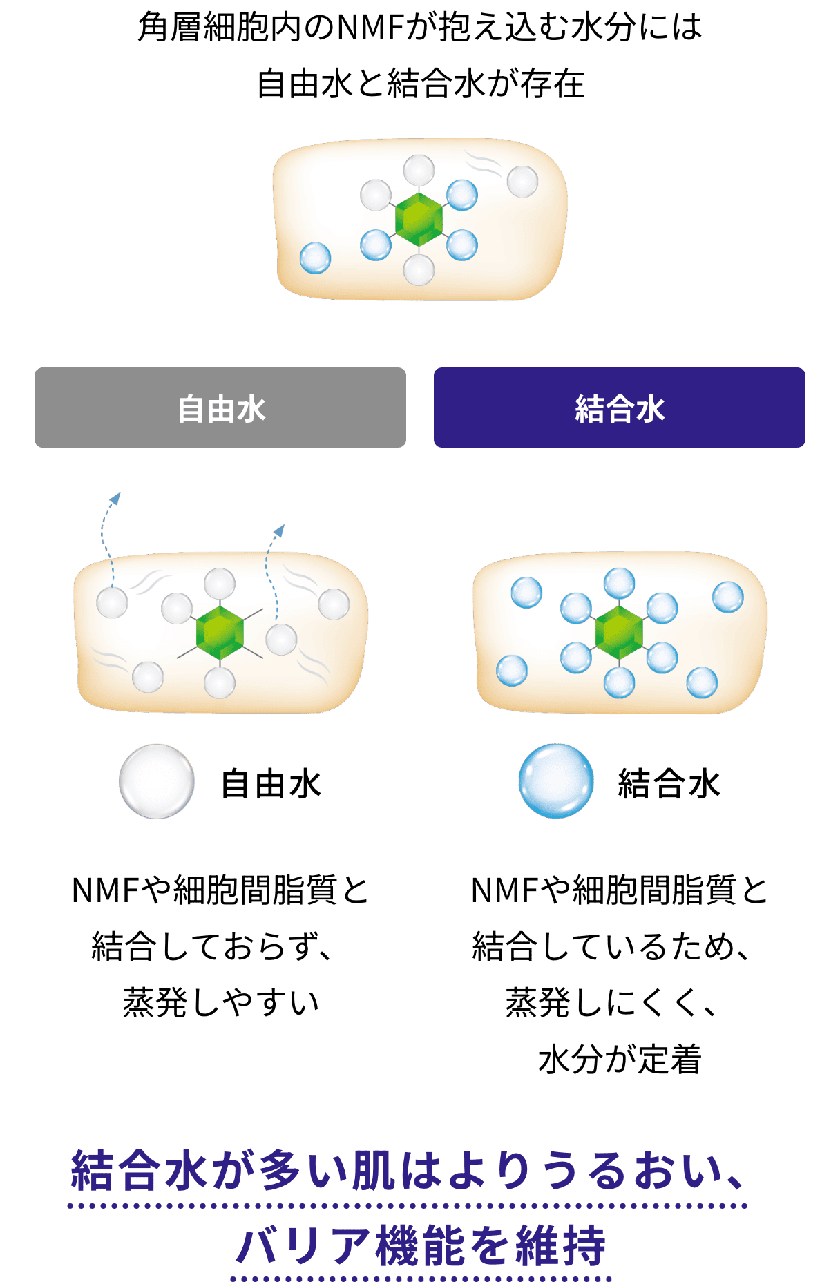 角層細胞内のNMFが抱え込む水分には自由水と結合水が存在 結合水が多い肌はよりうるおい、バリア機能を維持
