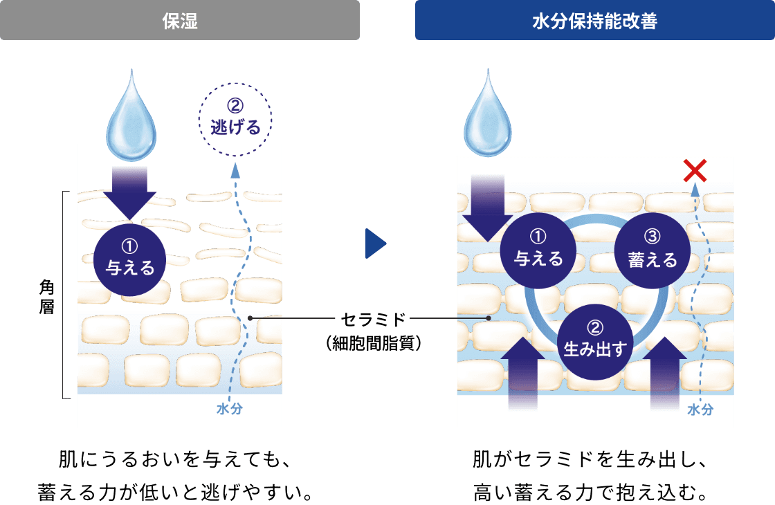 保湿:肌にうるおいを与えても、蓄える力が低いと逃げやすい。水分保持能改善:肌がセラミド生み出し、高い蓄える力で抱え込む。