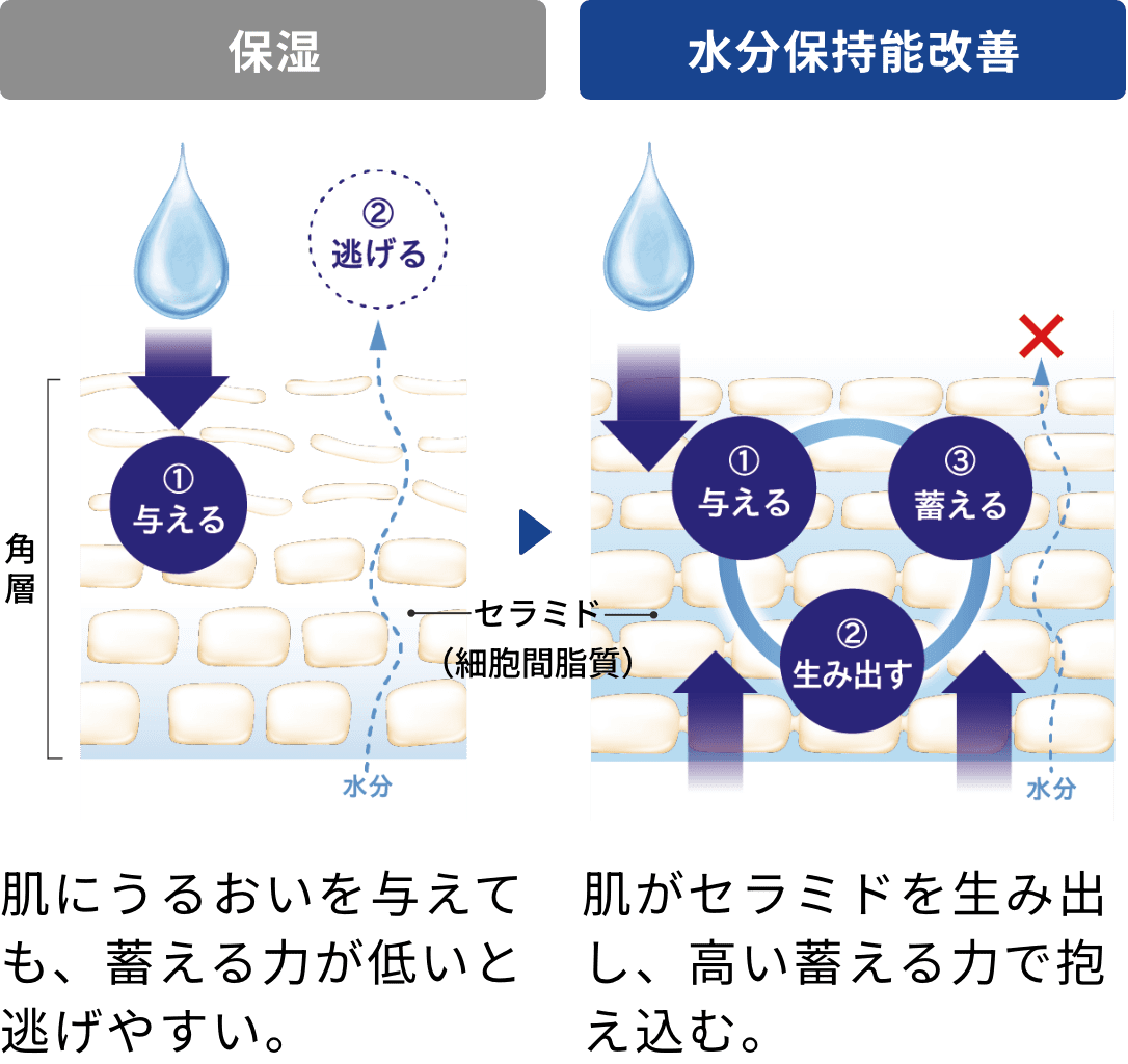 保湿:肌にうるおいを与えても、蓄える力が低いと逃げやすい。水分保持能改善:肌がセラミド生み出し、高い蓄える力で抱え込む。